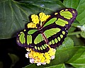 Butterflies 542 butterfly.jpg