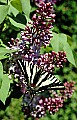 10250-00112 Pale Tiger Swallowtail toned.tif