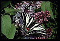 10250-00320 Zebra Swallowtail.jpg