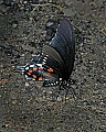_MG_3187 swallowtail butterfly.jpg