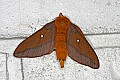 _MG_3215 moth.jpg