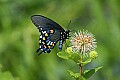 _MG_3786 swallowtail butterfly and buttonbush flower.jpg