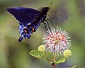_MG_3791 swalowtail butterfly and buttonbush.jpg