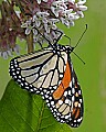 _MG_6103 monarch butterfly.jpg