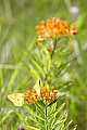 _MG_8504 butterflies on butterfly week.jpg