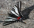 _MG_8554 zebra swallowtail butterfly.jpg
