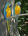 -Cincinnati Zoo 220 blue and gold macaw (left)  and blue-throated macaw.jpg