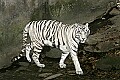 _MG_7866 white tiger.jpg