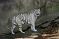 _MG_7938 white tiger.jpg