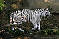 _MG_7998 whtie tiger.jpg