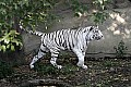 _MG_8005 white tiger.jpg