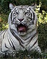 _MG_8022 white tiger.jpg
