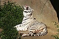 _MG_8105 white tiger.jpg