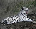 _MG_8174 white tiger.jpg