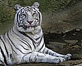 _MG_8185 white tiger.jpg