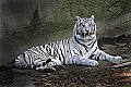 _MG_8267 white tiger.jpg