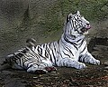 _MG_8281 white tiger.jpg