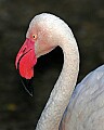 _MG_8395 greater flamingo.jpg