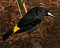 _MG_8420 yellow-rumped cacique.jpg