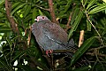 _MG_8431 Peruvian pigeon.jpg
