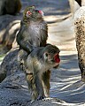 _MG_8529 piggyback japanese macaques.jpg