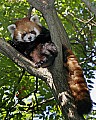 _MG_8534 red panda.jpg