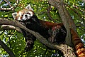 _MG_8548 red panda.jpg