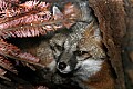 _MG_8564 gray fox.jpg