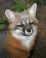 _MG_8569 gray fox.jpg
