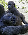 _MG_8625 baby gorilla and dad.jpg