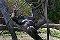 _MG_8638 gorilla resting.jpg