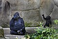 _MG_8655 mom and baby gorilla.jpg