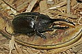 Cincinnati Zoo 008 hercules beetle.jpg