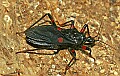 Cincinnati Zoo 017 red-eyed assasin bug.jpg
