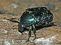 Cincinnati Zoo 033 tin foil beetle.jpg