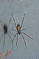 Cincinnati Zoo 034 golden silk spider.jpg