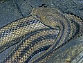 Cincinnati Zoo 038 yellow rat snake.jpg