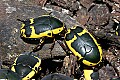 Cincinnati Zoo 062 yellow-bellied beetle.jpg