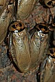 Cincinnati Zoo 073 bat cave cockroaches.jpg