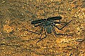 Cincinnati Zoo 083 cave whip spider.jpg