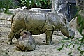 Cincinnati Zoo 170 sumatran rhino and calf.jpg