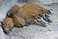 Cincinnati Zoo 185 red river hogs.jpg
