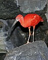 Cincinnati Zoo 200 scarlet ibis.jpg