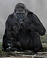 Cincinnati Zoo 270 western lowland gorilla and baby.jpg