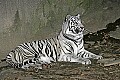 Cincinnati Zoo 334 white tiger's attention.jpg