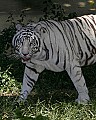 Cincinnati Zoo 336 white tiger.jpg