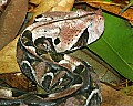 Cincinnati Zoo 339 snake.jpg
