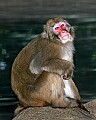 Cincinnati Zoo 345 japanese macaque.jpg