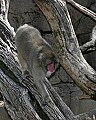 Cincinnati Zoo 351 japanese macaque.jpg