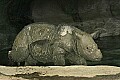 Cincinnati Zoo 376 baby indian rhinoceros.jpg
